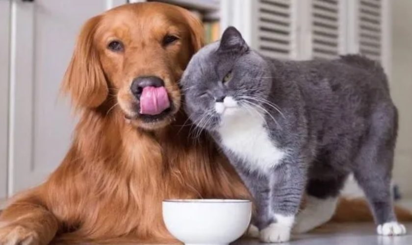 Perros-Gatos