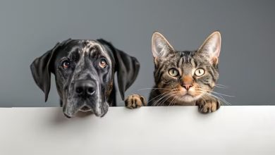 Photo of HISTÓRICO: CREAN el PRIMER REGISTRO NACIONAL de MASCOTAS en ARGENTINA