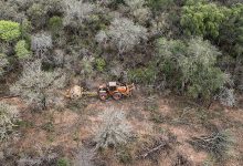Photo of EN SEIS MESES SE DEFORESTARON MÁS DE 40 MILHECTÁREAS EN EL NORTE ARGENTINO