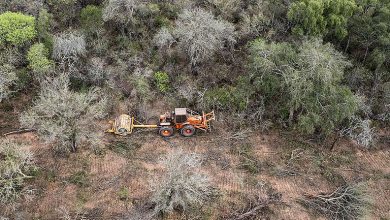 Photo of EN SEIS MESES SE DEFORESTARON MÁS DE 40 MILHECTÁREAS EN EL NORTE ARGENTINO