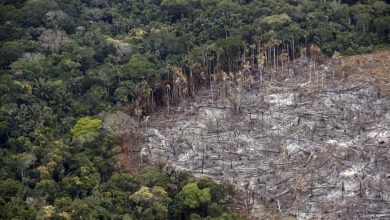 Photo of EL VATICANO ADVIERTE QUE EL DAÑO AMBIENTAL ES PECADO